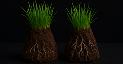 Микологический анализ почвы